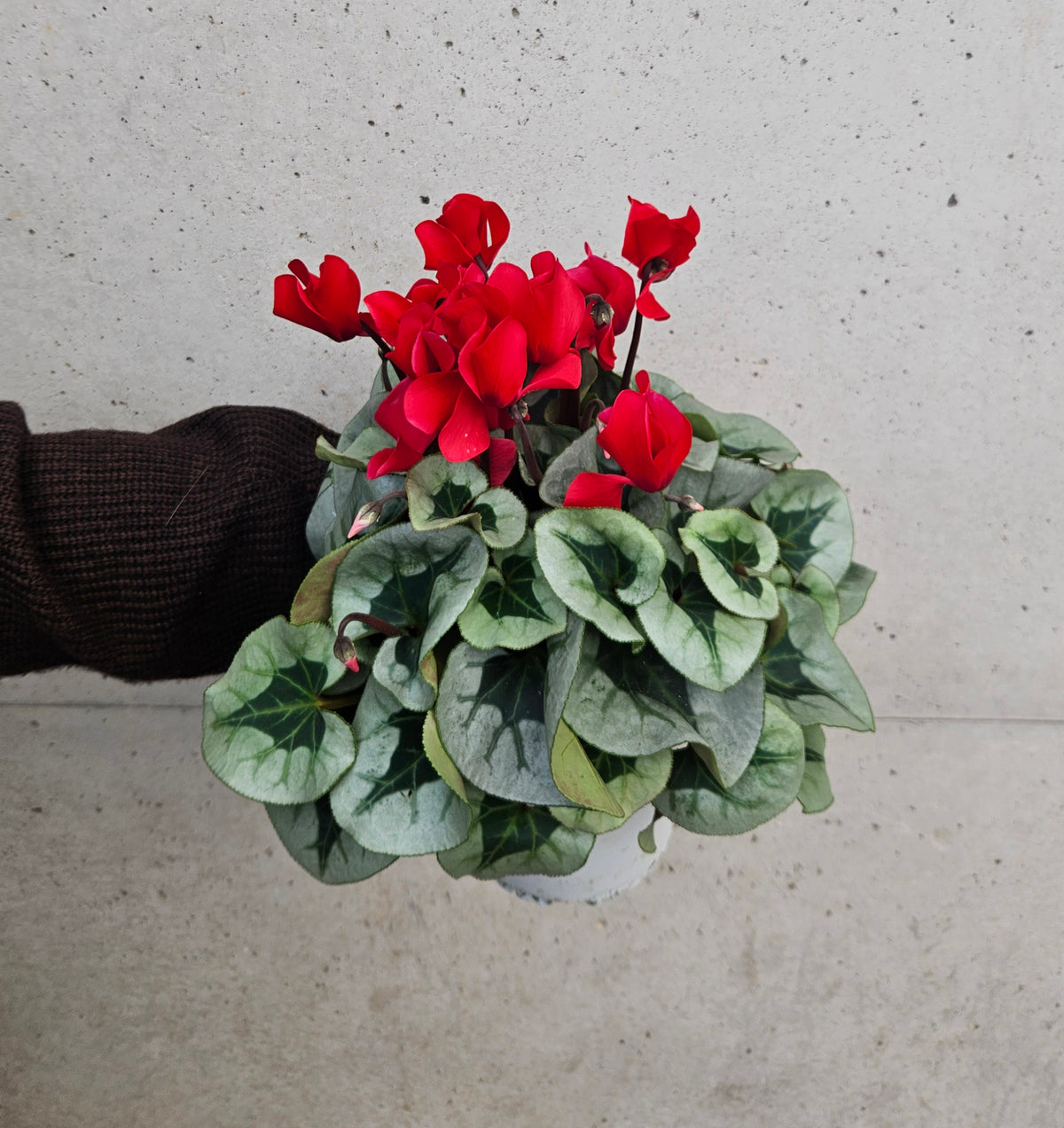 Cyclamen