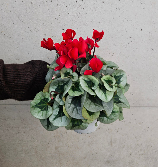 Cyclamen