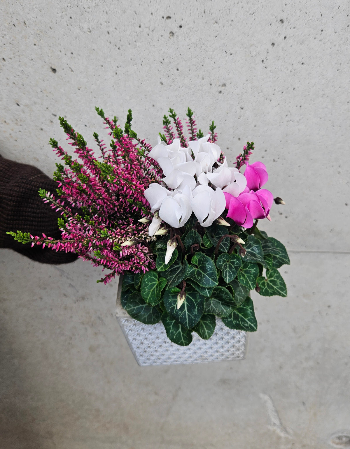 Composition de Cyclamen et Bruyère