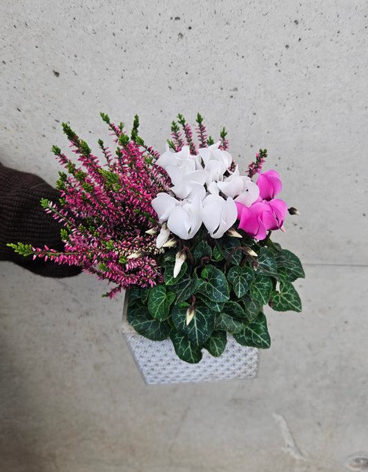 Composition de Cyclamen et Bruyère