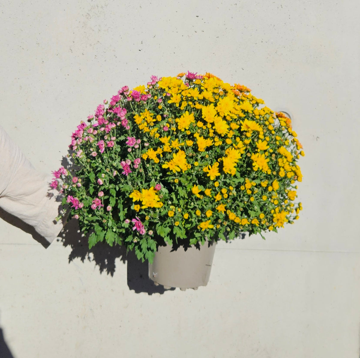Chrysanthème Pompom Tricolor