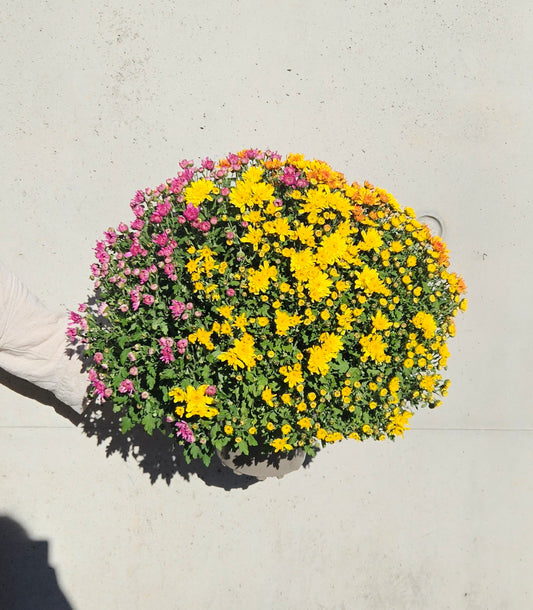 Chrysanthème Pompom Tricolor