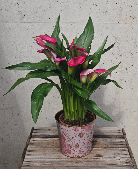Arum Couleur