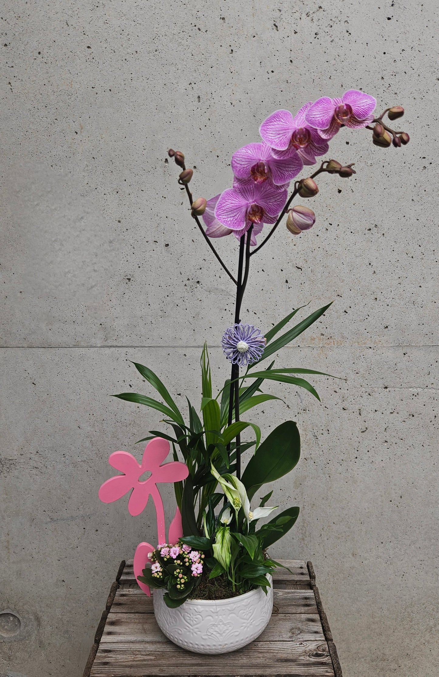 Composition de Plantes d'Intérieur "FLEUR"