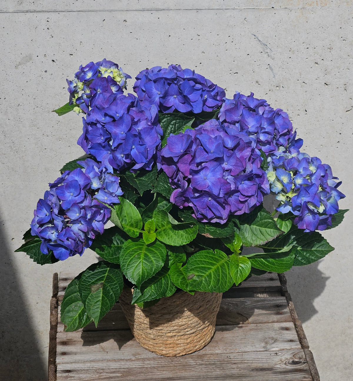 Hortensia