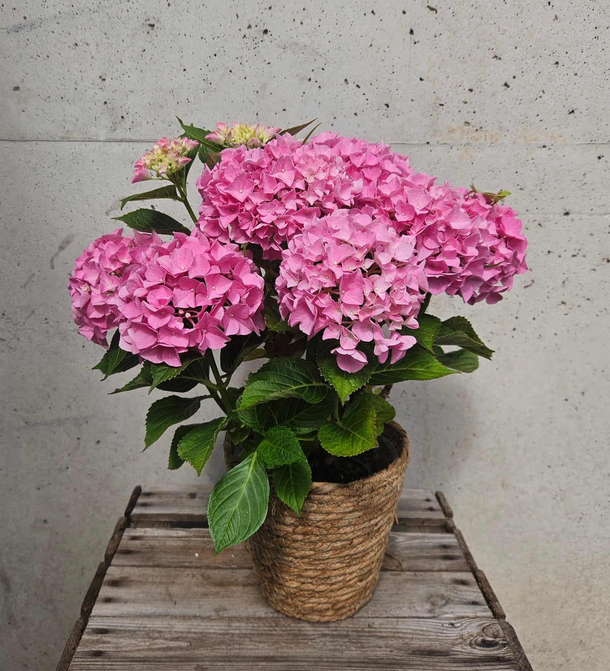 Hortensia