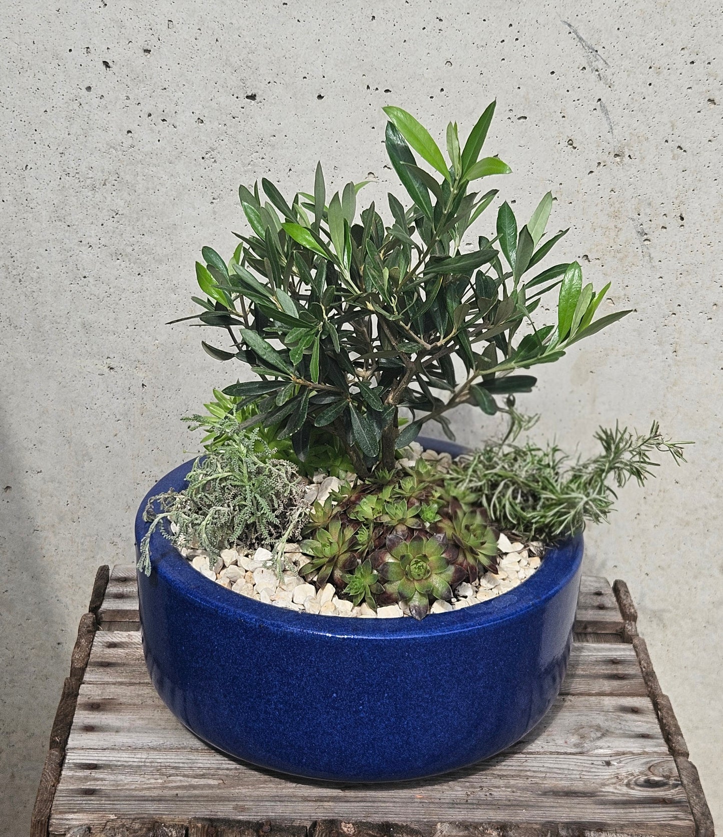 Jardin Aromatique