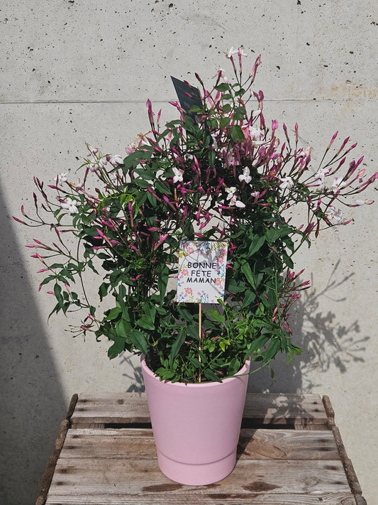 Jasmin Odorant