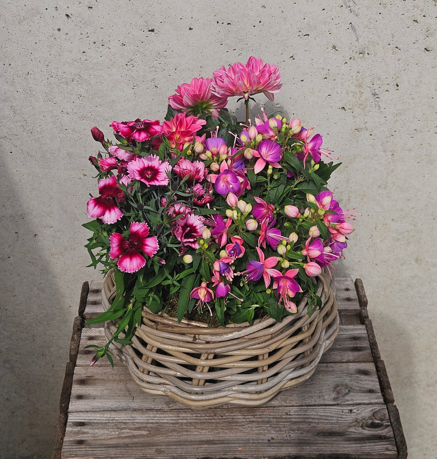 Panier de plante