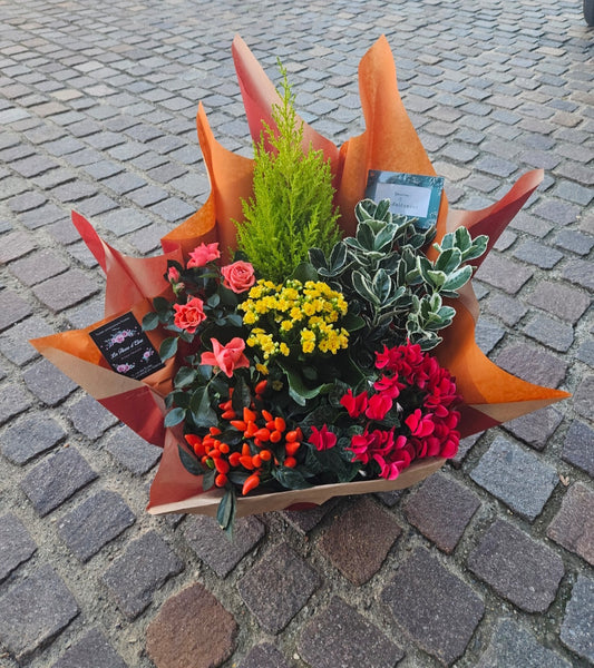 Composition de Plantes Colorés